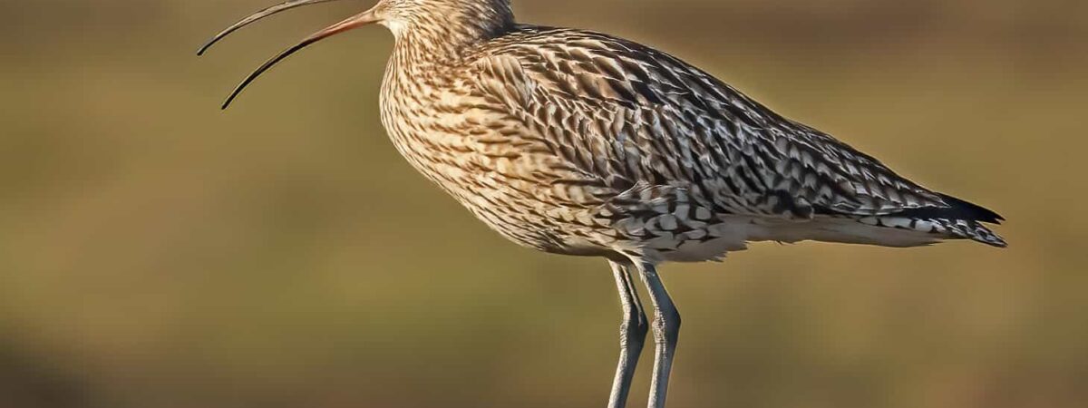 curlew